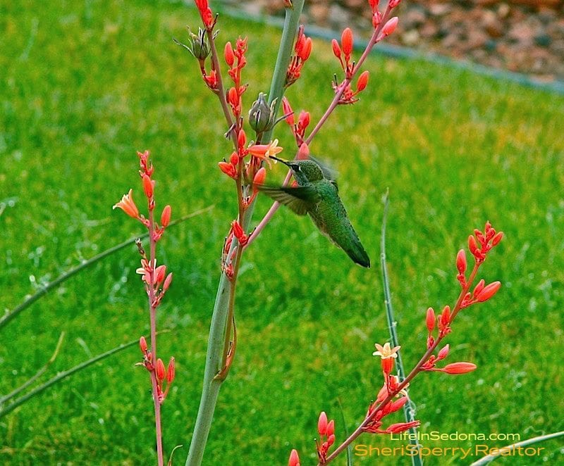 Hummingbirds in Sedona