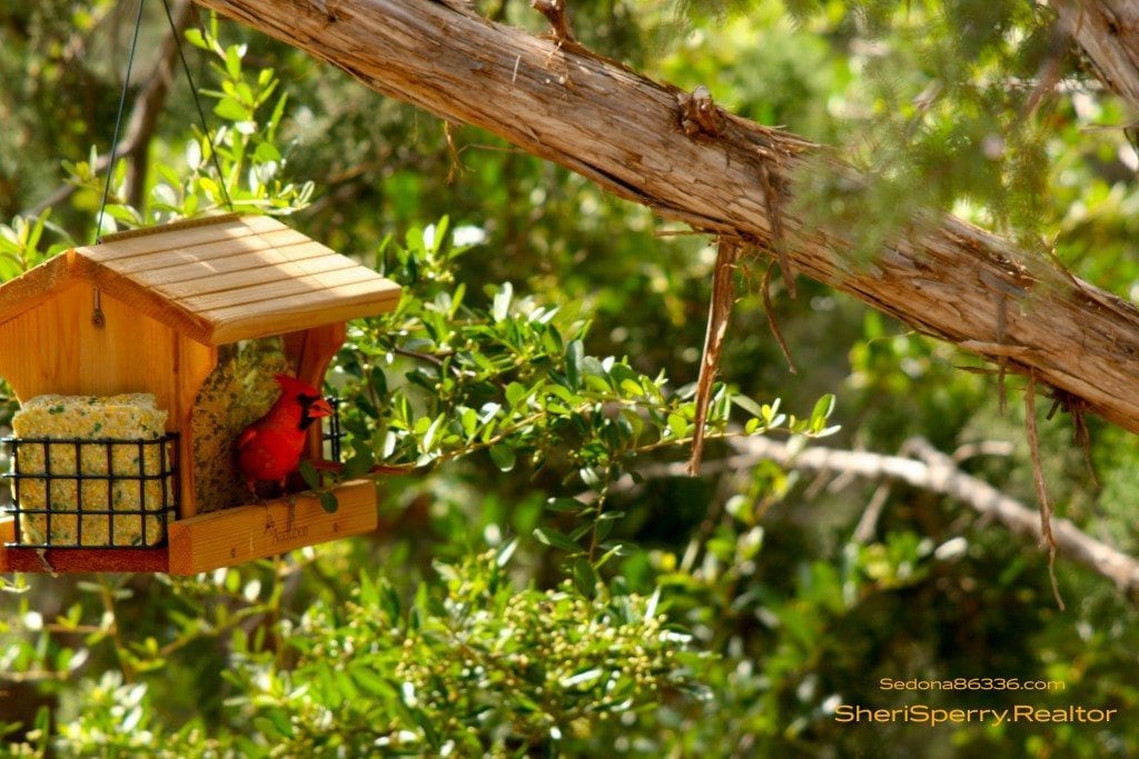 Arizona Cardinal in Sedona 