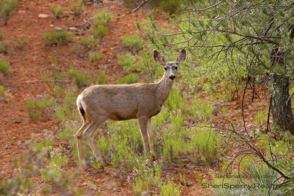Deer can roam freely in Sedona AZ