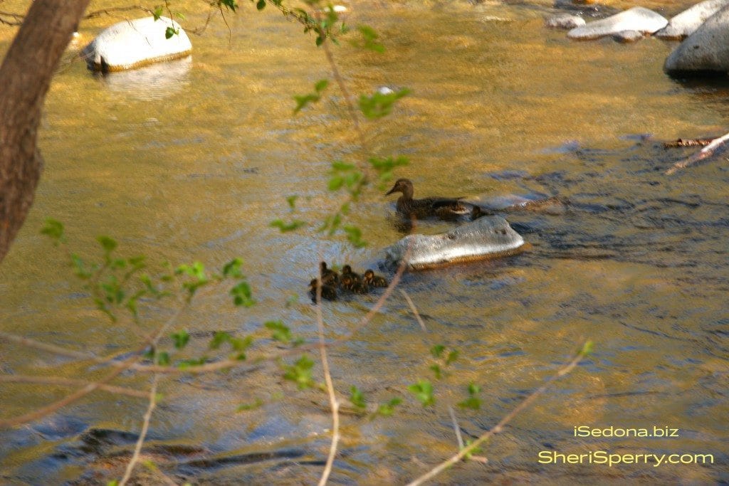 ducks on Oak Creek 